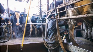 What ‘type’ of labour will best suit my farm this spring?