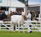 Finalists announced for 2019 Holstein UK President’s Medal