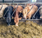 Chinese protein deficit presents opportunities for beef – commission