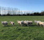 What weight should I be drafting my lambs at?