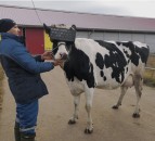 Cows tested with VR glasses to ‘improve mood’ of herd