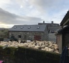 HCC welcomes 22 new farms to the Hill Ram Scheme