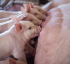 Online course aims to raise awareness of livestock production issues