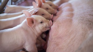 Online course aims to raise awareness of livestock production issues