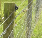 Delay to Environmental Farming Scheme Tranche 3 as department calls for review