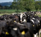 Dairy conference: How we can reduce the emissions from 100,000 dairy cows…