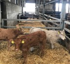 Should I vaccinate my suckler cows against calf scour?