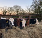 Irish beef prices 44c/kg behind Northern Ireland