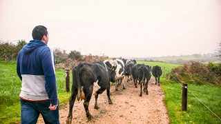 Thinking about buying dairy stock? Why not lease some instead?