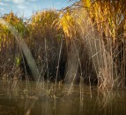 Miscanthus farm walk to showcase crop on flooded land