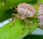Open day to showcase developments in tree fruit disease and pest control