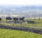 Farmers urged to monitor outwintered livestock