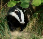 Government to trial bovine TB vaccinations on UK farms and 'phase out' badger culls