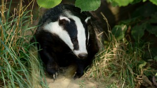 NFU Scotland urges members to take part in badger survey