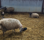 Sheep advice: Time to stock up on lambing essentials