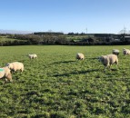 Elanco urges sheep farmers to faecal egg count before worming
