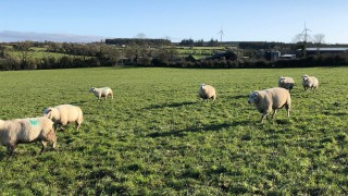 What are my options when it comes to empty ewes?