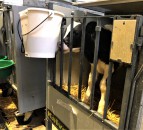 Pics: Efficient ways of heating and defrosting colostrum in spring 2020