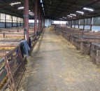 Sheep housing: Are your facilities up to scratch for the winter period?