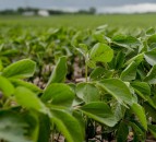New Argentinean government hikes beef and soya export levies