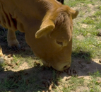 Revisited: A feed bill of $10,000/month to deal with a 20-month drought in the US