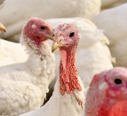 Turkey producer: 'Bird flu' will damage free-range production