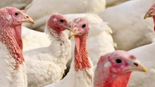 18 Bernard Matthews meat workers test positive for Covid-19