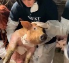 Vegan protesters take pig from Northern Ireland farm