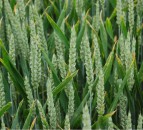 NFUS presses politicians for solutions to biofuel suitability