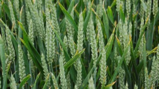 NFUS presses politicians for solutions to biofuel suitability