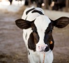 Cornish farmer wins Calf Rearer of the Year Award