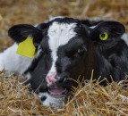 Why colostrum is the most important feed a calf will get in its entire lifetime