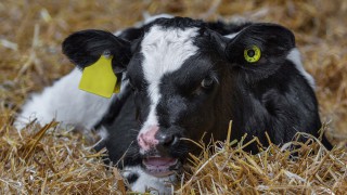 Why colostrum is the most important feed a calf will get in its entire lifetime