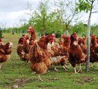 Genetic Technology Bill 'serious step back' for animal welfare - RSPCA