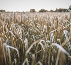 Farmers are invited to free agronomy events across Scotland