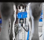 Robotic milking ‘helps breed trouble-free cows’ – study
