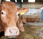 CAFRE beef finishing event to take place this Thursday