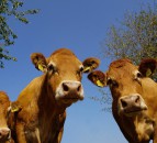 UK study to develop and adapt technology to monitor methane production in outdoor cattle