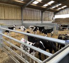 Purpose-built calf house makes life easier for this UK-based dairy and beef farmer