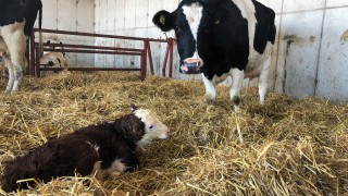 3 effective ways of controlling Johne’s disease this calving season