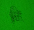Pirbright scientists develop bird flu and Marek’s disease vaccine