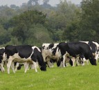 Dairy farmers offered ‘free trip to learn heifer-raising techniques’