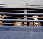 Parliamentary report on small abattoirs recommends series of government interventions