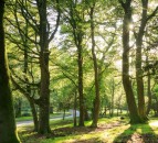 £40 million fund to be used to plant over 800,000 trees across England