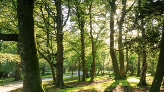National Trust to plant 20 million trees over 10 years