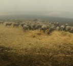 Sheep dog saves flock from wildfire blazes in Australia