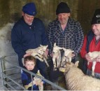 Yuletide ewe: ‘Hardy’ sextuplet lambs born on Irish midlands farm