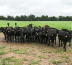 Dale Farm and ABP Horizon Dairy Beef Partnership: Everything you need to know