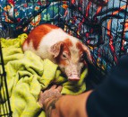 How to Steal Pigs: Mitsubishi distances itself from controversial documentary
