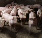 NI pig farm protest: Taken pig was ‘held to ransom’